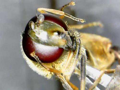 Eupeodes corollae